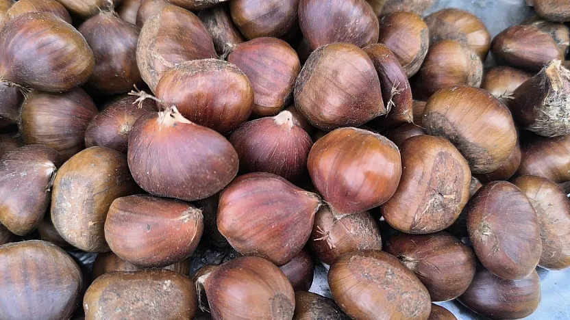 Afyon'da Kestane Fiyatıyla Yüzleri Güldürdü