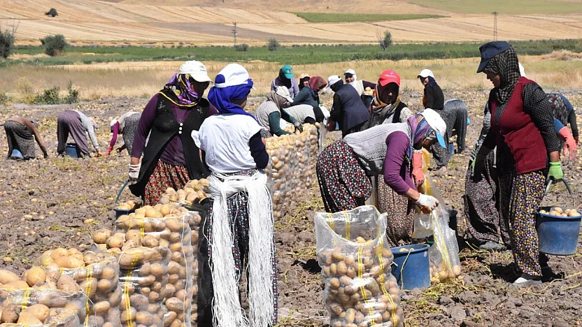 Afyon'da Patates Hasadı Başladı! Sandıklı Patatesine Yoğun İlgi