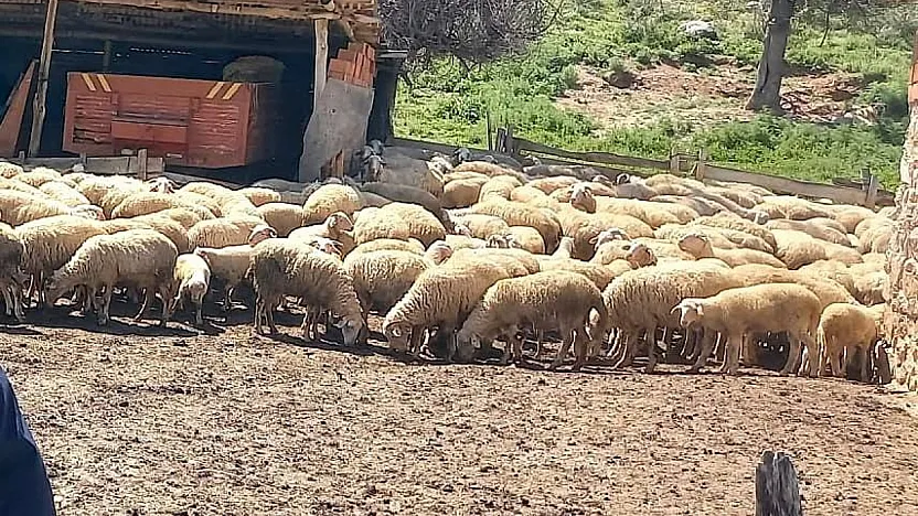 Afyon'da Pırlak Takibi Başladı!