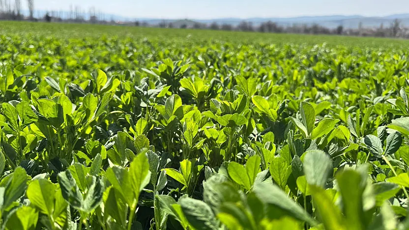 Afyon'da Tarlalar Mercek Altında!