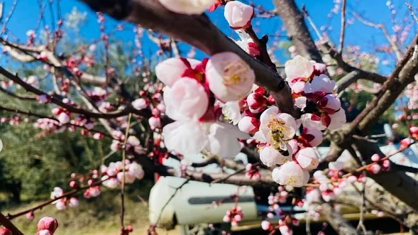 Afyon'da Üreticilere Kritik Tarih Verildi: Bugün Başlayın!
