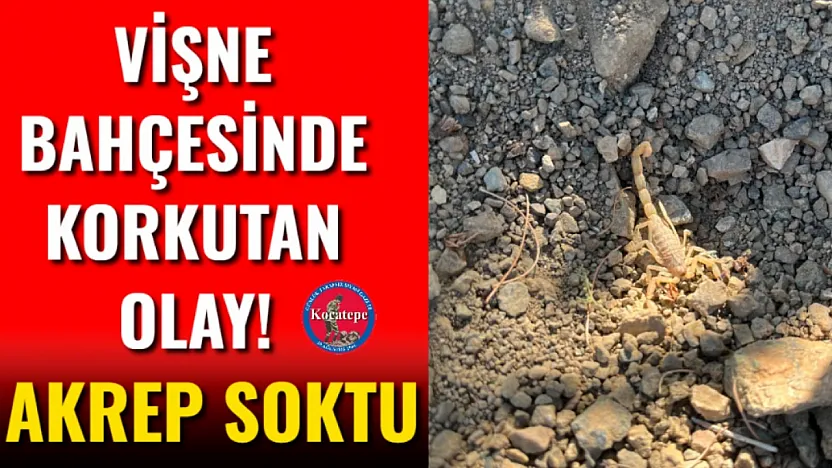 Afyon'da Vişne Hasadında Korkutan Anlar!