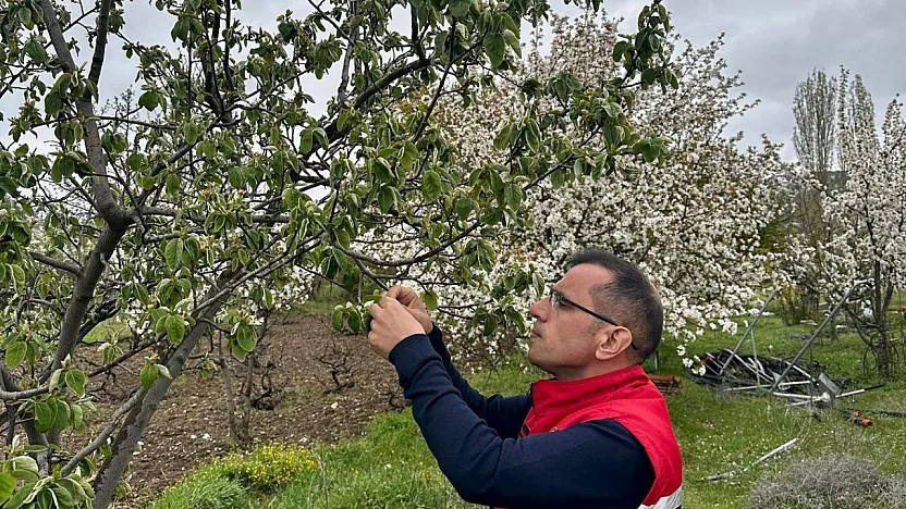 Afyon'da Zirai Don Etkisi Sonrası Tarlalar Tek Tek Kontrol Ediliyor