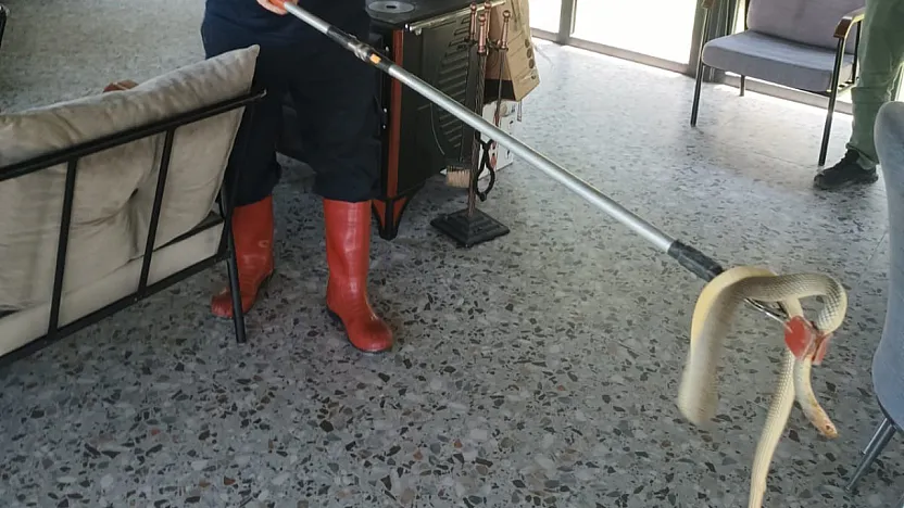 Afyonkarahisar'da Yılan Paniği