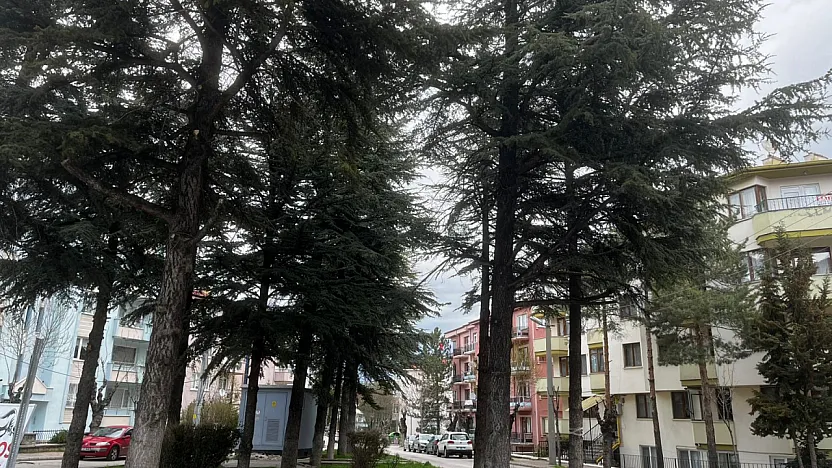 'Ağaçların Kesilmesi Söz Konusu Değil'