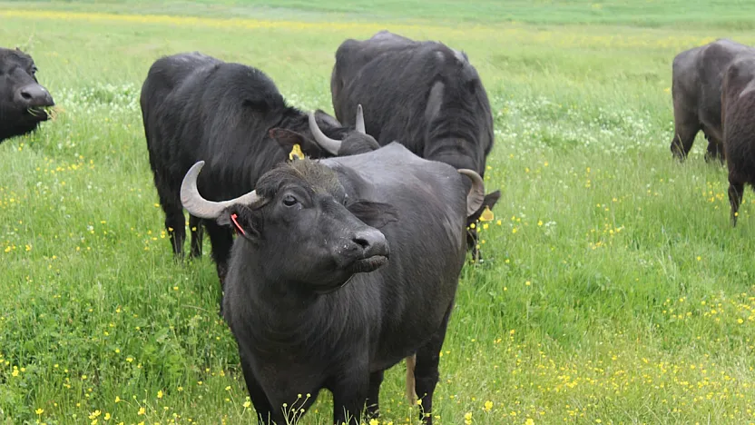 Anadolu Mandası İçin Proje Geliştirildi