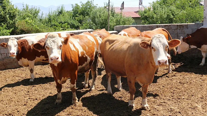 'Besilik Hayvan İthalatı'nda Yeni Tarih Açıklandı
