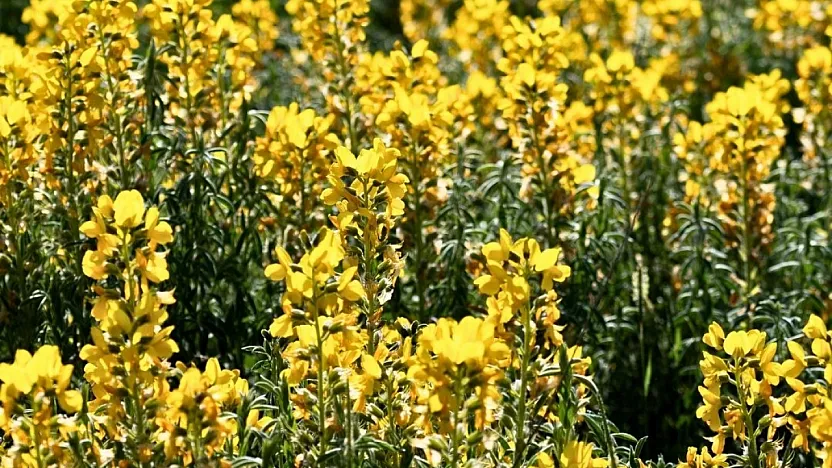 Bu Güzellik Sadece Afyon'da Var…