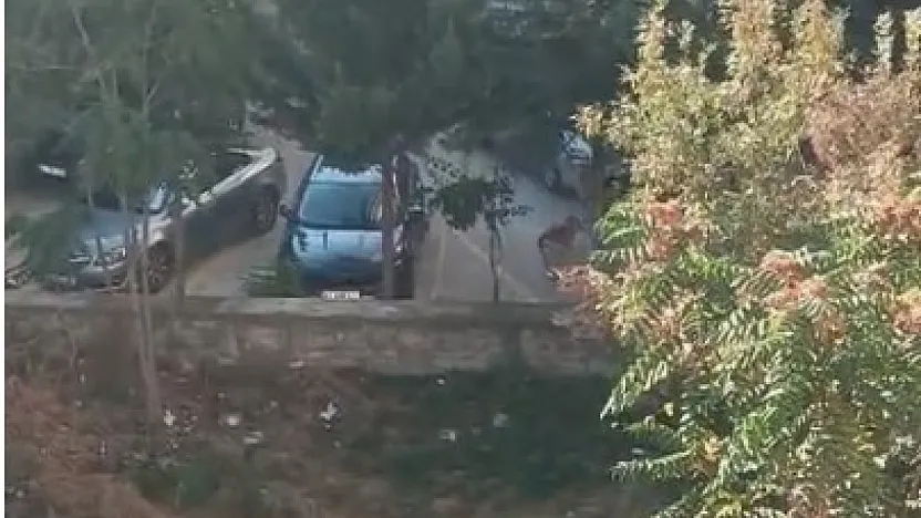 'Bu köpekler çocuklara saldırsa kim sorumluluk alacak?'