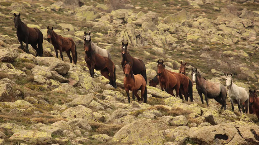 Bulutların Dansı Ve Yılkı Atları Dron İle Görüntülendi