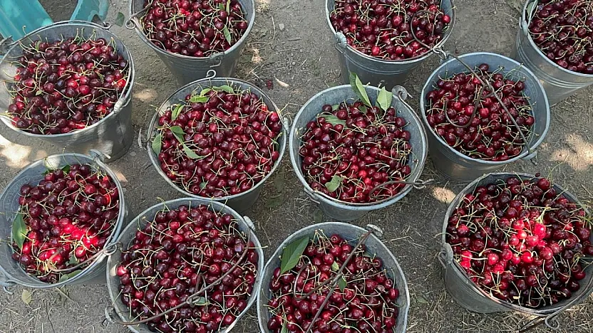 Coğrafi İşaretli Akşehir Ve Sultandağı Kirazlarında Tarihi Rekor Kırıldı