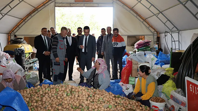 Dinar'da Ceviz Hasadı Başladı