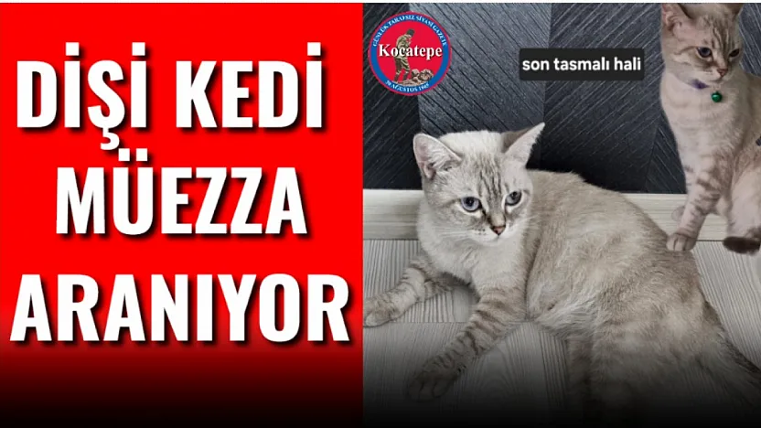 Dişi Kedi Müezza Aranıyor