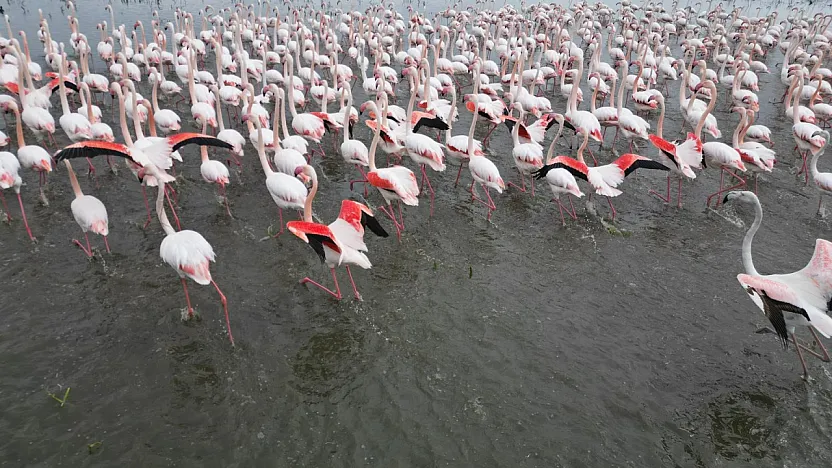 Eber Gölü Flamingolarla Canlandı