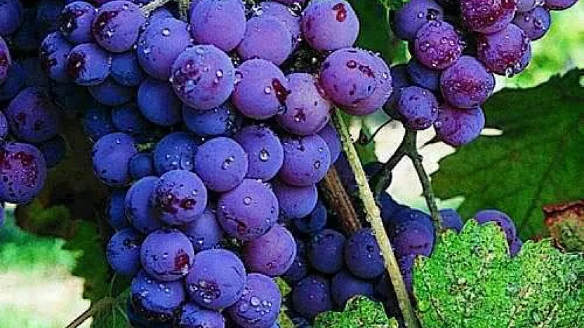 Emirdağ'ın Karacalar Üzümü Coğrafi İşaret Aldı