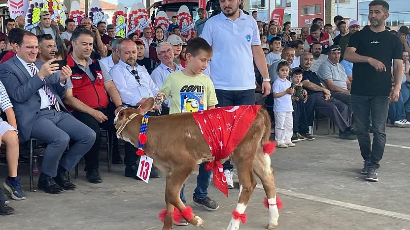 En güzel Buzağıyı Seçtiler