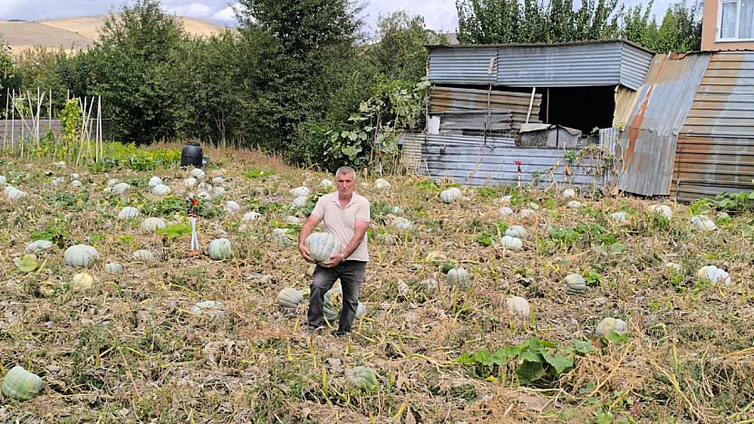 Hasadı Başlayan Balkabağı Fiyatıyla Yüzleri Güldürdü