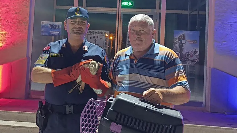 Jandarmanın Bulduğu Yaralı Kocagöz Koruma Altına Alındı