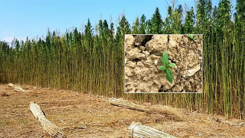 Kenevir Üretiminde Afyon'a Bir İyi, Bir Kötü Haber