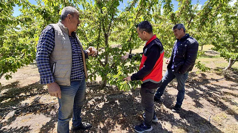 Kiraz Üretimi Kontrol Altında