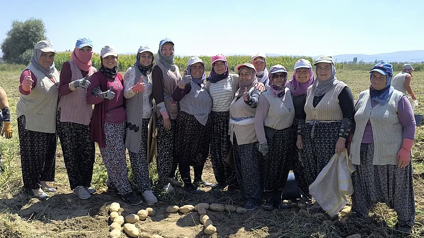Kışlık Patates Hasadı Başladı, Rekolte Üreticilerin Yüzünü Güldürdü