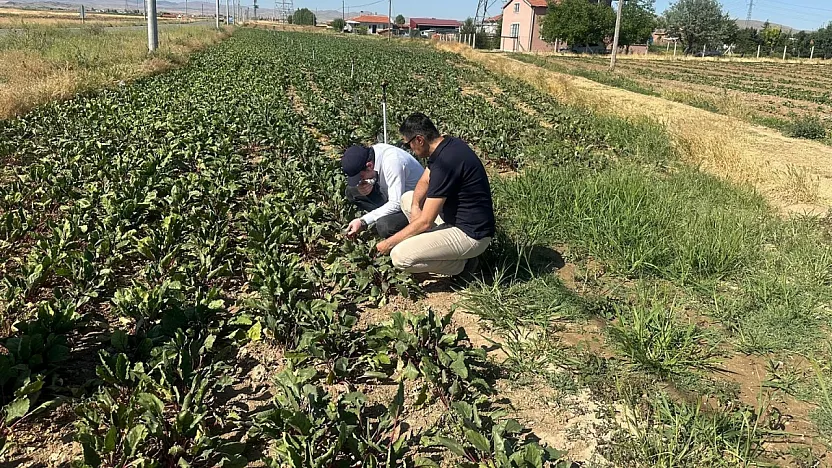 Kornişon Salatalık Ve Kırmızı Pancarda Hastalık Ve Zararlıların Takibi Sürüyor