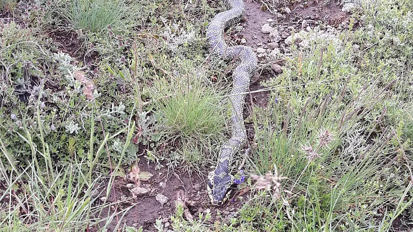Orta Pınar Yaylası'nda Görülen Engerek Yılanı Merak ve Korkuya Neden Oldu