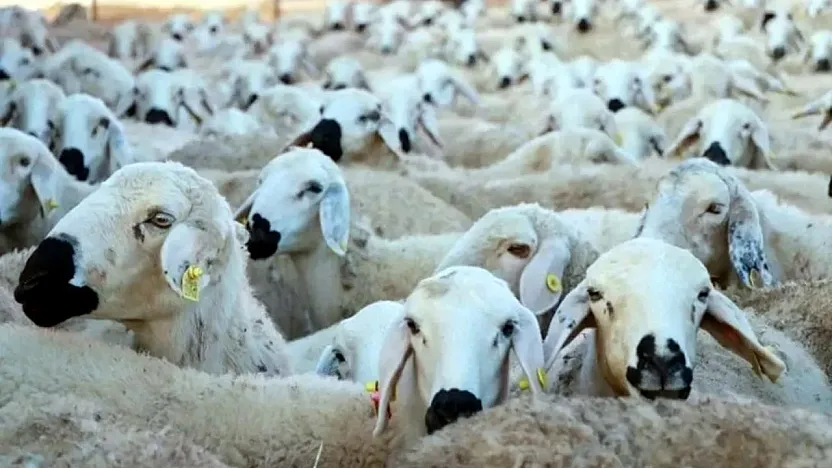 Özel İdare'nin Dağıtacağı Koyunlar İçin Başvurular Başlıyor