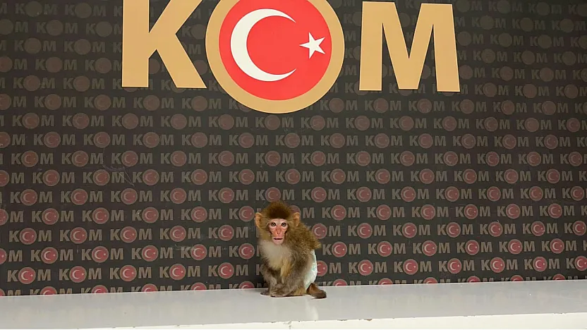 Polis Yaptığı Baskında Nesli Tükenmekte Olan Maymun Yakaladı