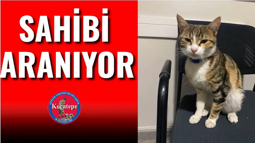 Sahibi Aranıyor