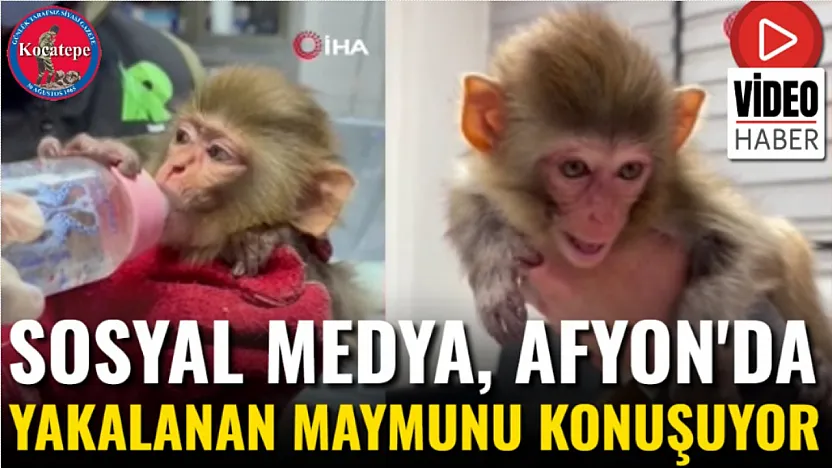 Sosyal Medya, Afyon'da Yakalanan Maymunu Konuşuyor