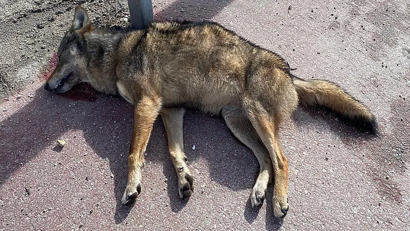 Vahşi Yaşamdaki Hayvanlar Zor Durumda