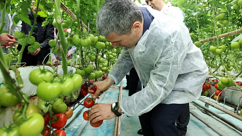 Vali Aktaş'tan Seralarda İnceleme