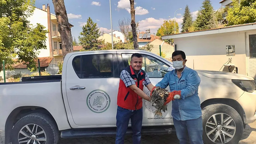 Yaralı Puhu Kuşu Koruma Altına Alındı