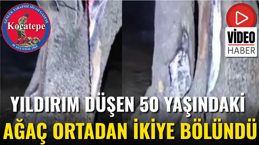 Yıldırım Düşen 50 Yaşındaki Ağaç Ortadan İkiye Bölündü