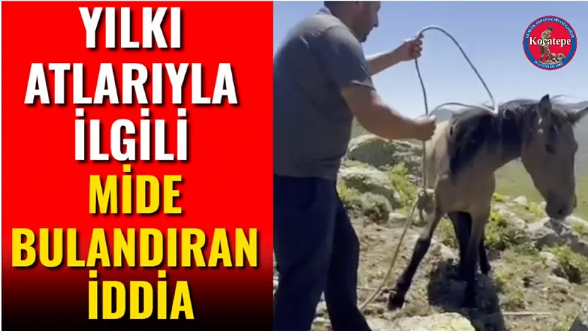 Yılkı Atlarıyla İlgili Mide Bulandıran İddia