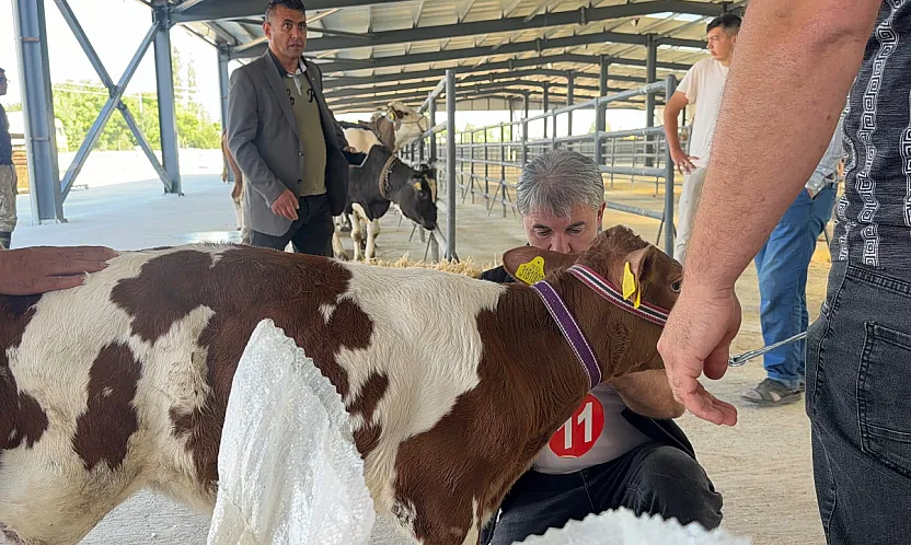 40 Günlük Buzağı Zirveye Çıktı!