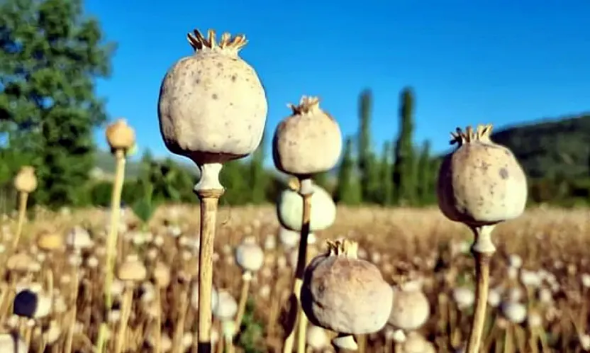 ABD Afyon Tohumlarını Bozmak İçin Havadan Tohum Saçmış