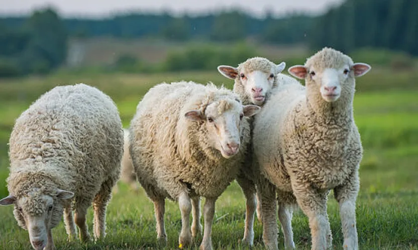 Afyon'da 200 Aileye 5 Bin Koyun Dağıtılacak