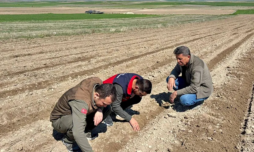 Afyon'da Ayçiçek Tohumları Toprakla Buluştu