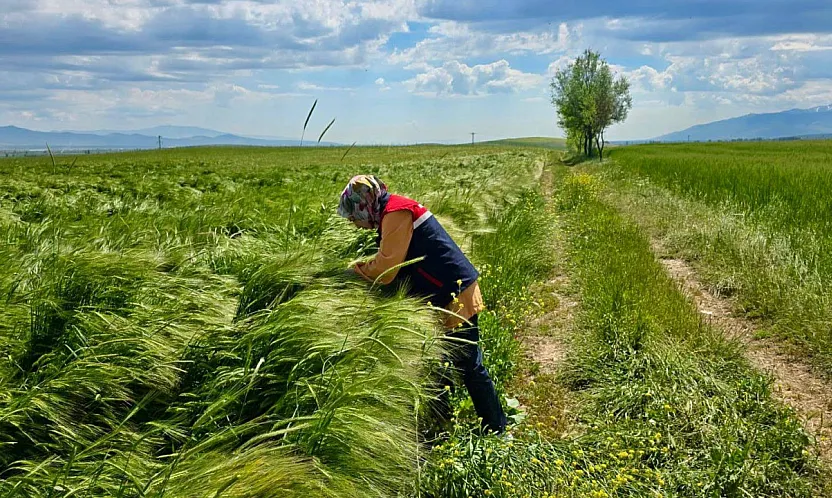 Afyon'da Çiftçinin Gözü Bu Çalışmalarda