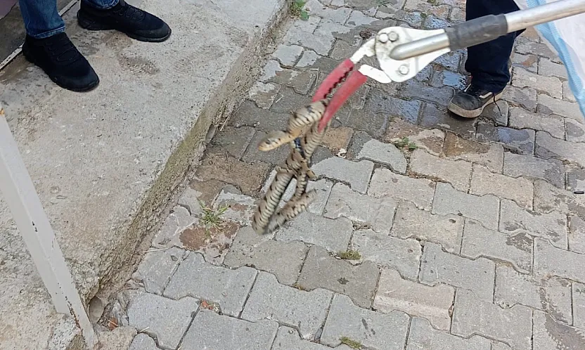 Afyon'da Eve Giren Yılan Paniğe Neden Oldu