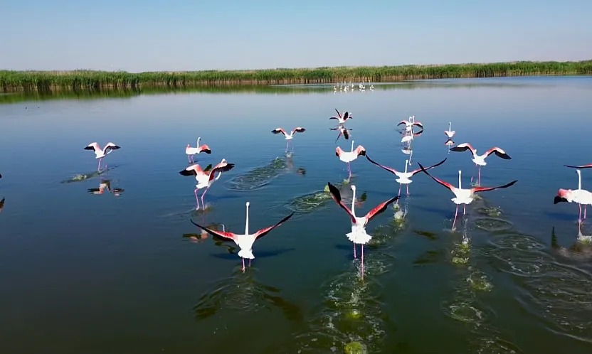 Afyon'da Görsel Şölen! Eber Gölü'nü Yüzlerce Flamingo Bastı