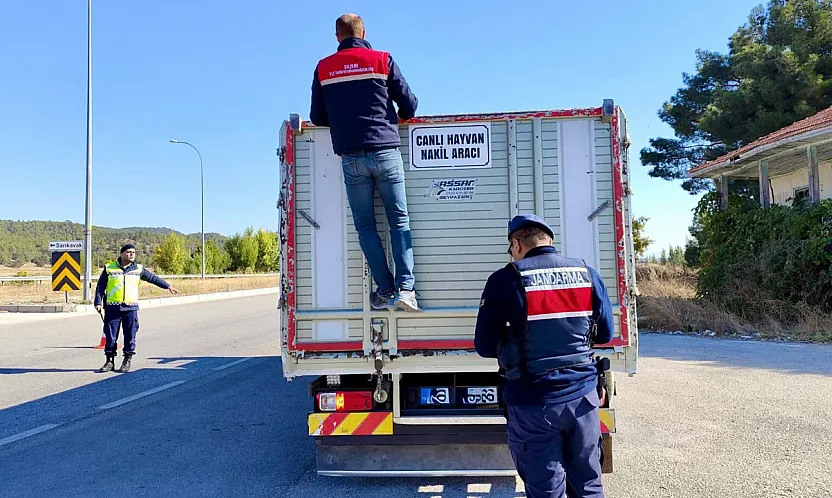 Afyon'da Hayvan Taşıyan Araçlar Tek Tek Durduruluyor!