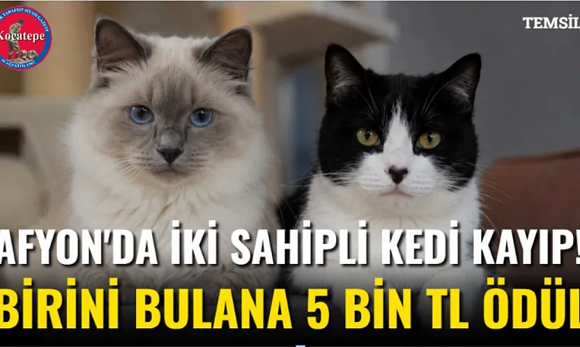 Afyon'da İki Sahipli Kedi Kayıp! Birini Bulana 5 Bin TL Ödül