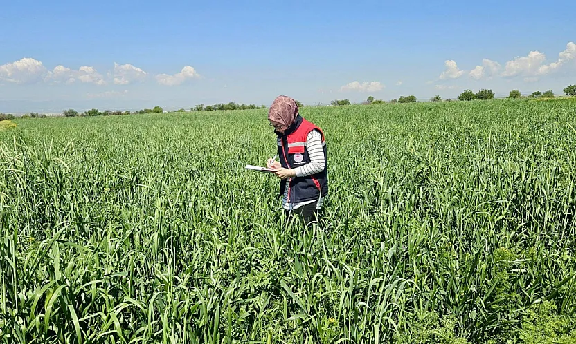 Afyon'da İlk Kez Ekilen Şalgam Takipte