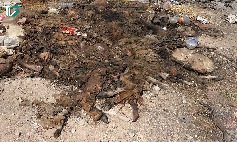 Afyon'da Kan Donduran Görüntüler! Hayvan Leşleri Vatandaşları Bezdirdi