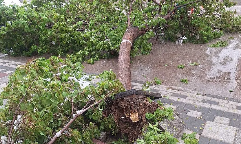 Afyon'da Karın Ağırlığına Dayanamayan Ağaçlar Devrildi