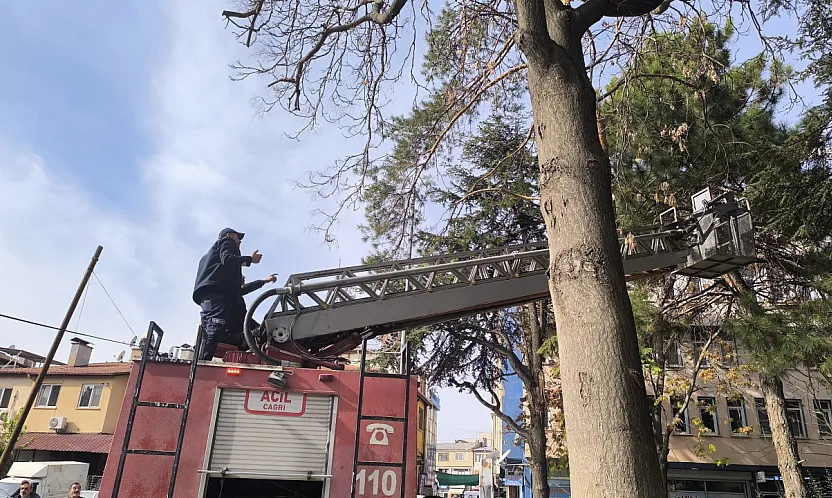 Afyon'da Kedi Operasyonu... Yöntem Dikkat Çekti