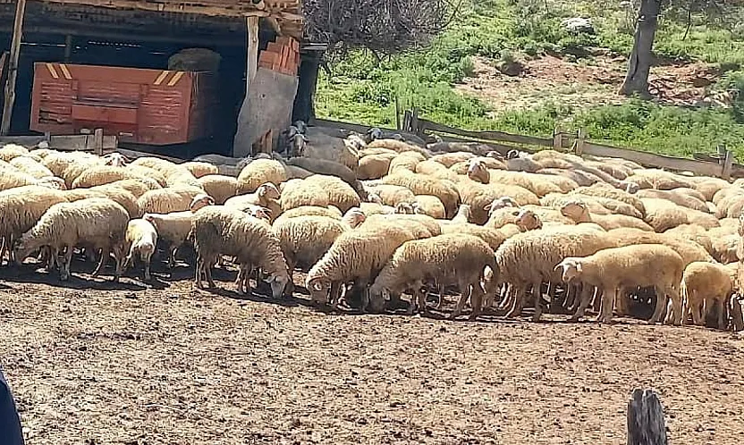 Afyon'da Pırlak Takibi Başladı!